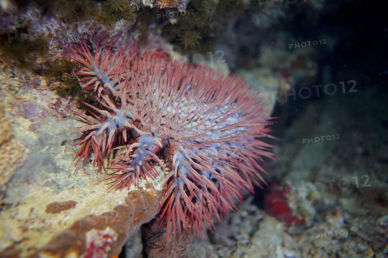 Crown-of-thorns starfish