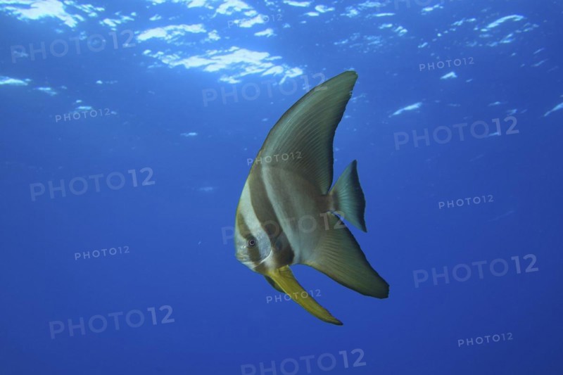 Juvenile roundhead batfish