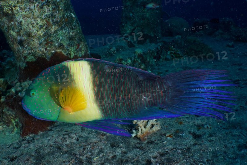 Broomtail wrasse
