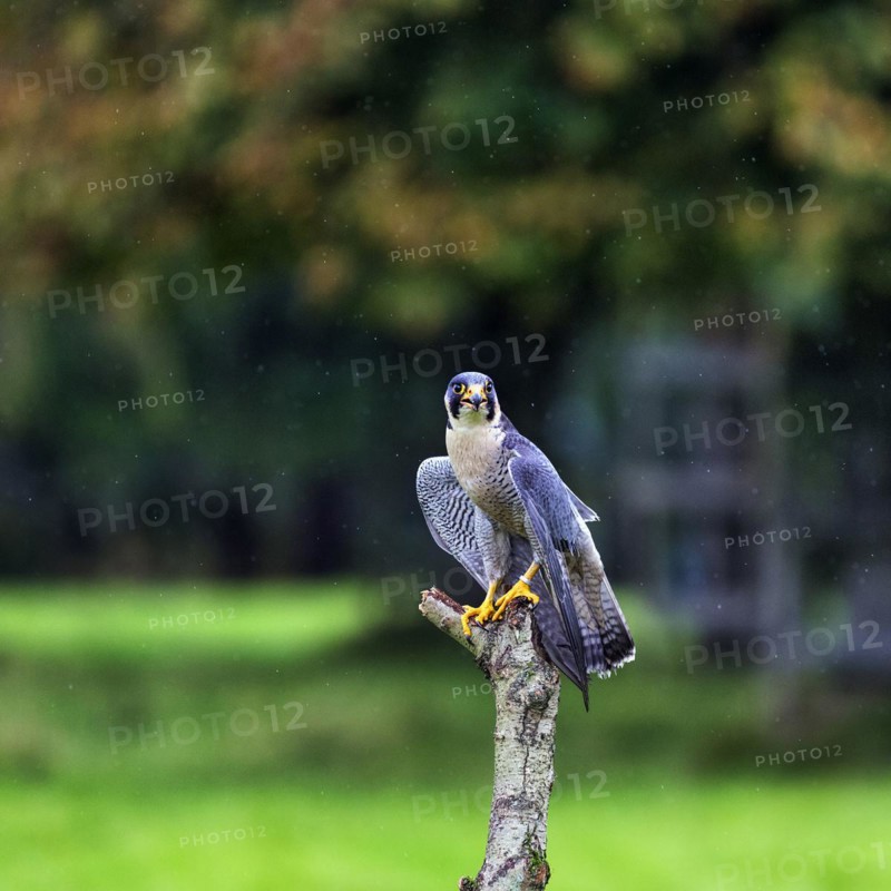 Peregrine falcon