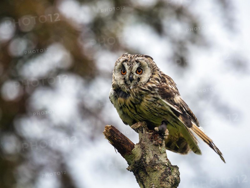 Long-eared owl