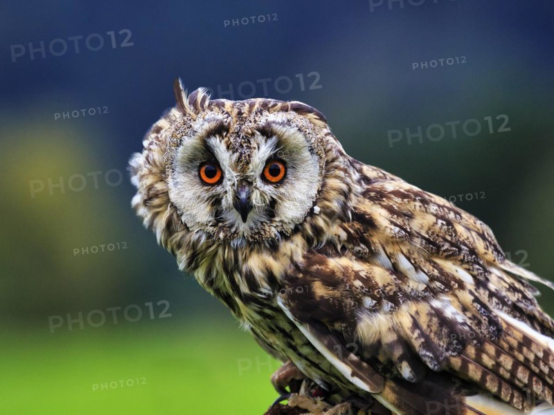 Long-eared owl