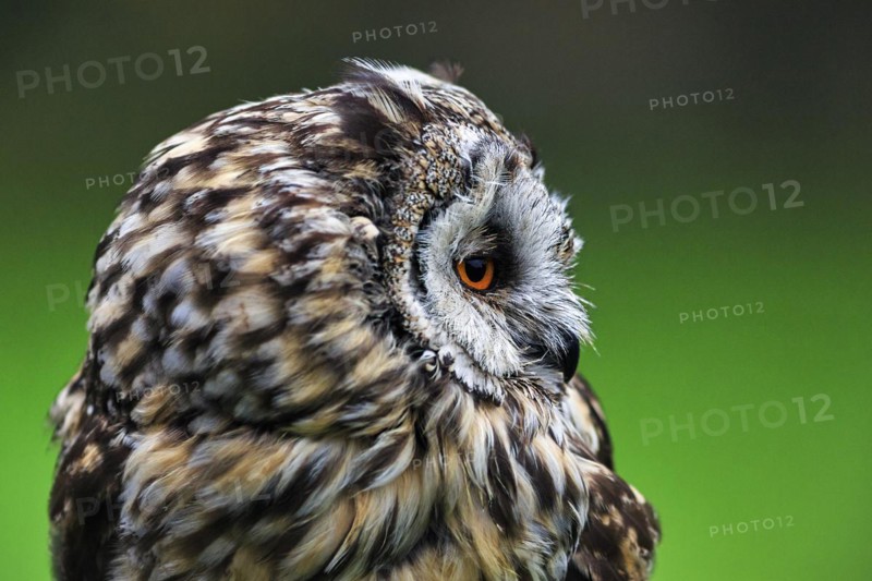 Long-eared owl