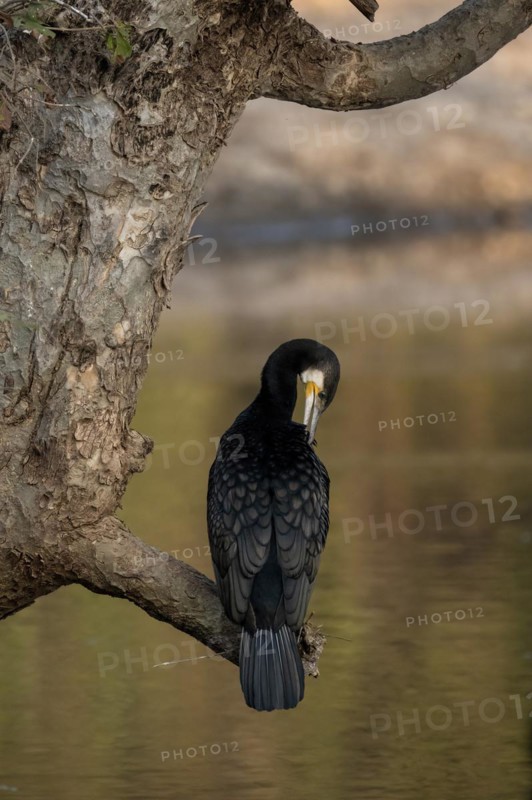 Great cormorant