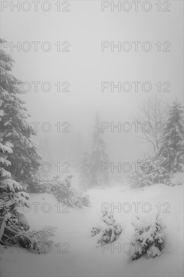 Mountain slope in fog and cloud cover with fir and snow in winter