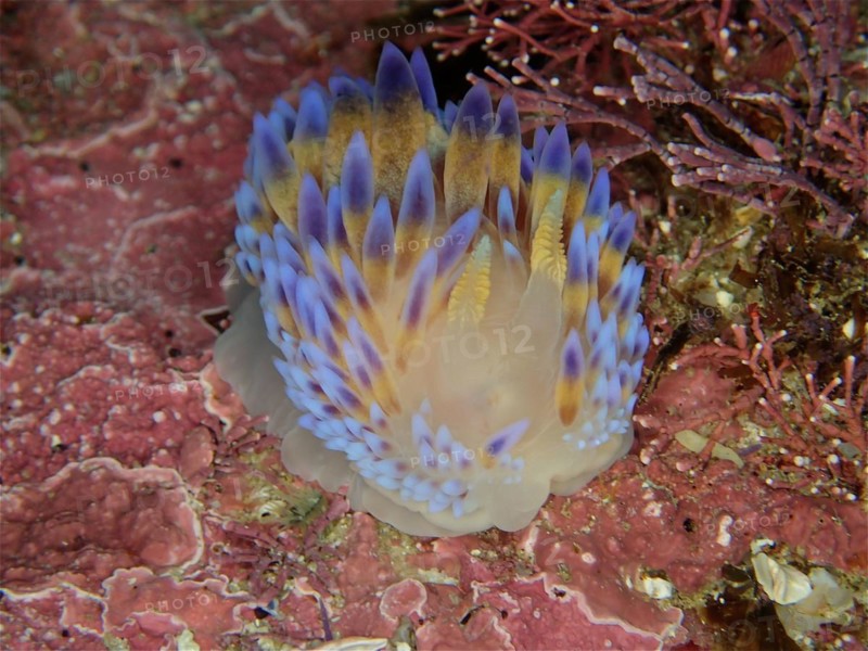Gasflame nudibranch