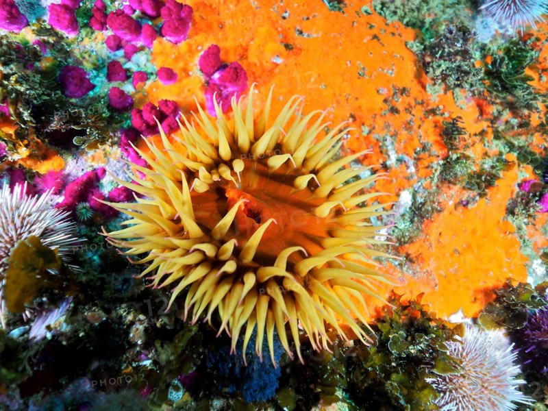 False plum anemone