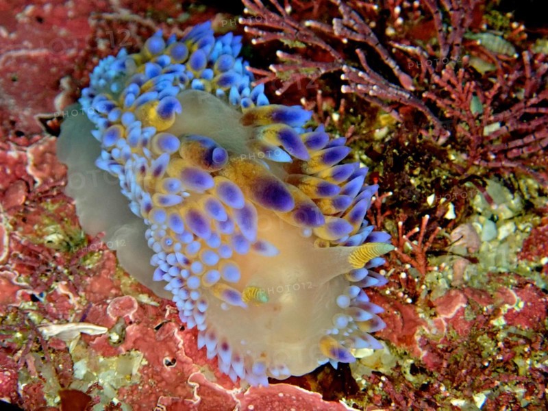 Gasflame nudibranch