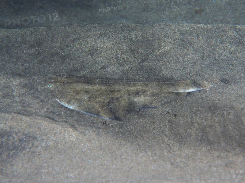 Juvenile monkfish
