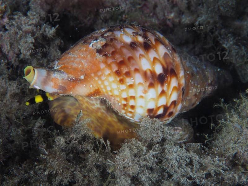 Atlantic triton