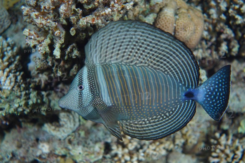 An Indian desjardin's sailfin tang