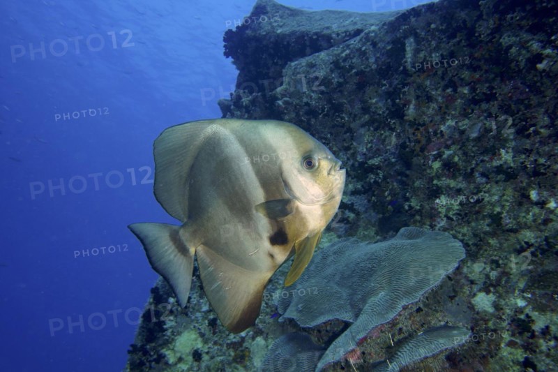Orbicular batfish