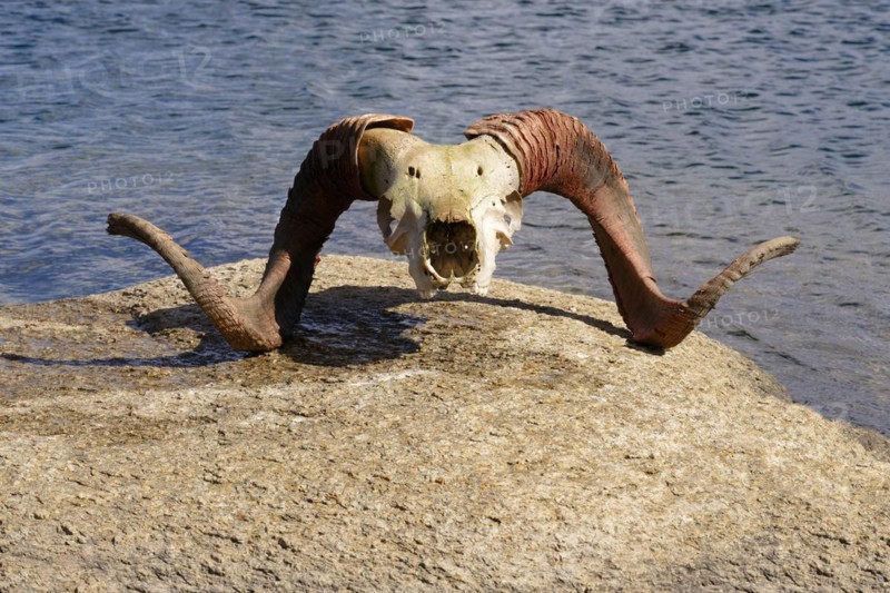 Marco Polo Agali skull