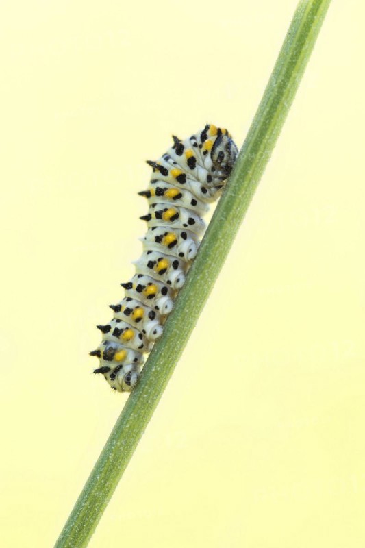 Swallowtail