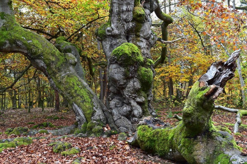 Old beech