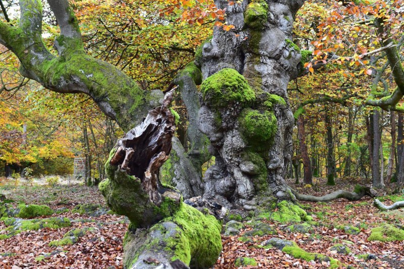 Old beech