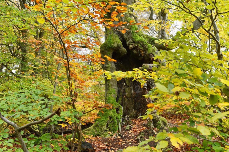 Old beech