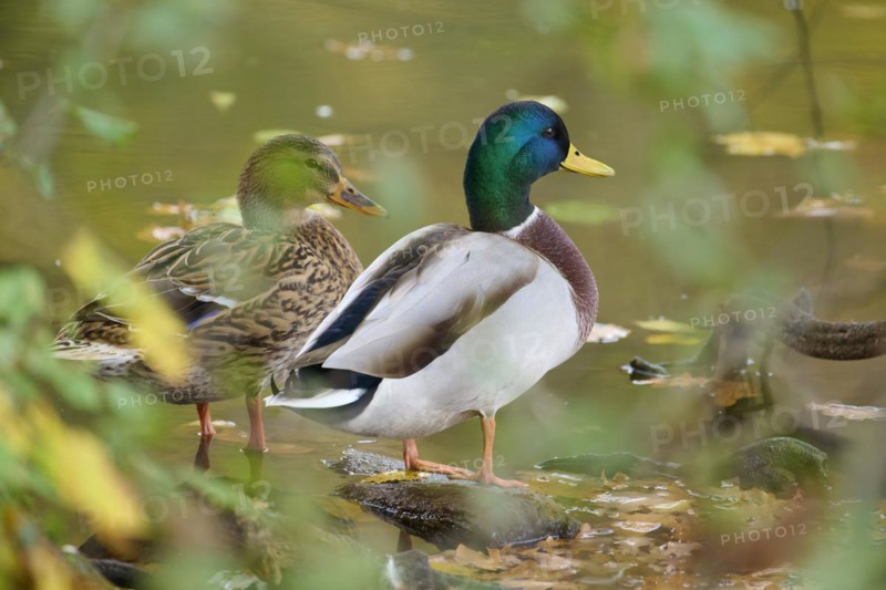 Mallard