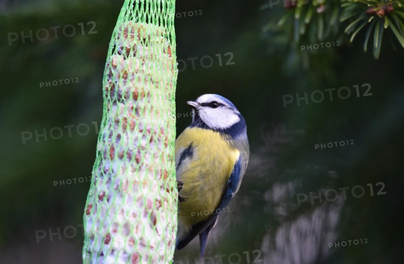Blue tit