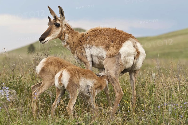 Pronghorn female with twin calves/fawns