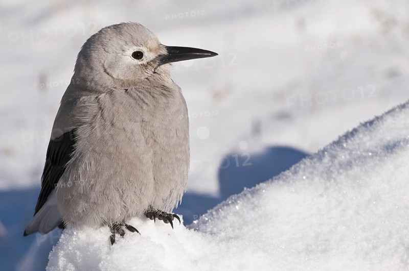 Clark's Nutcracker