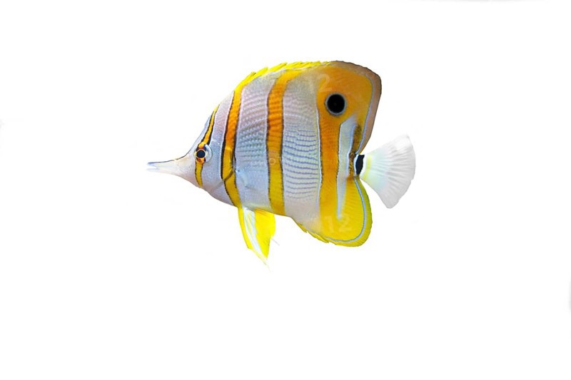 Copperband butterflyfish