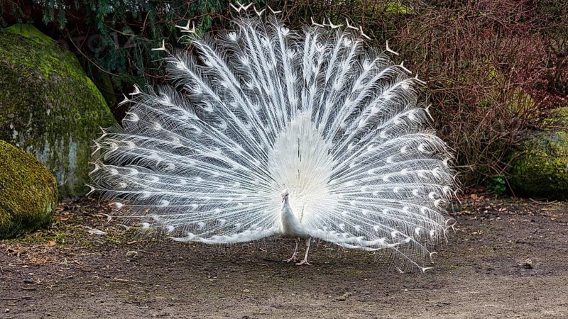 White indian peafowl