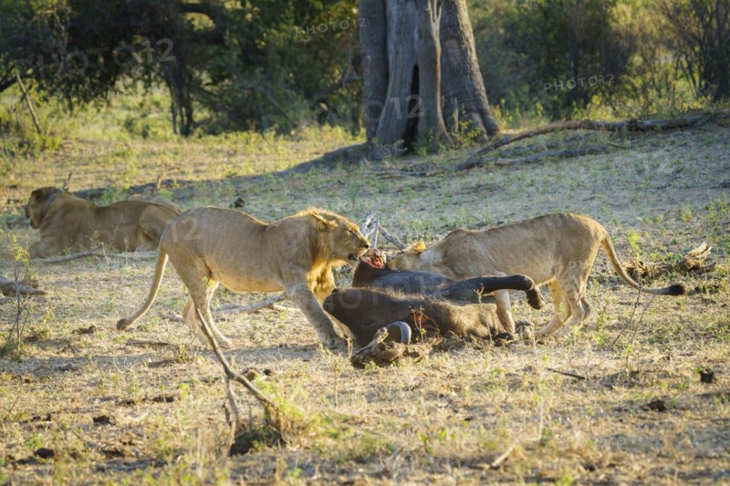 2 lionesses feeding on a Cape buffalo carcass. 1 animal is biting off a chunk of meat