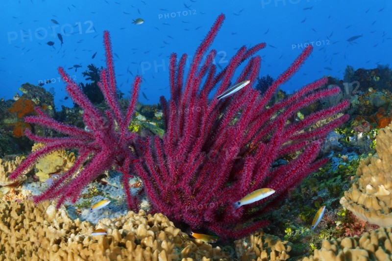 Gorgonian