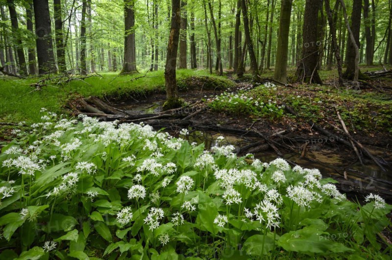 Ramsons