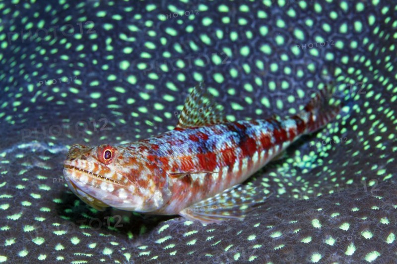 Reef variegated lizardfish