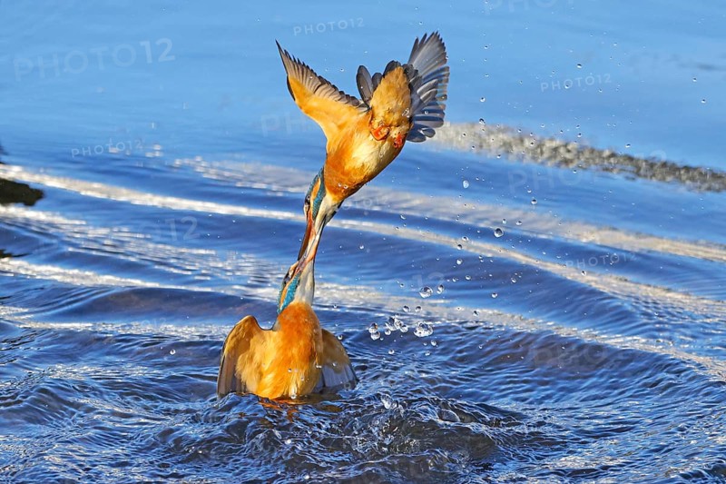 Two common kingfishers
