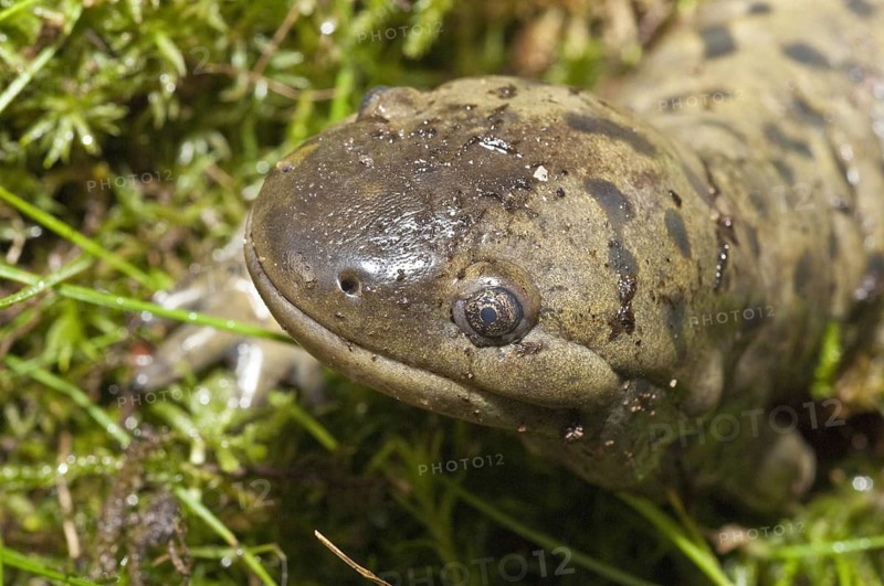 Tiger salamander