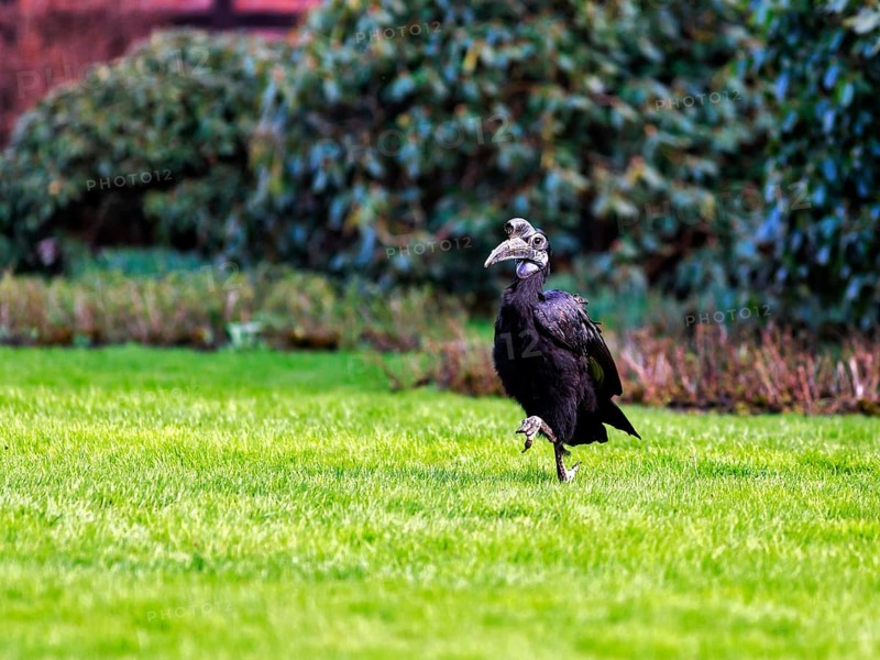 Northern ground hornbill