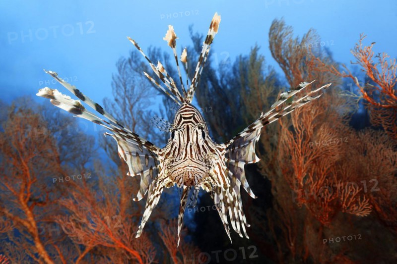 Common lionfish