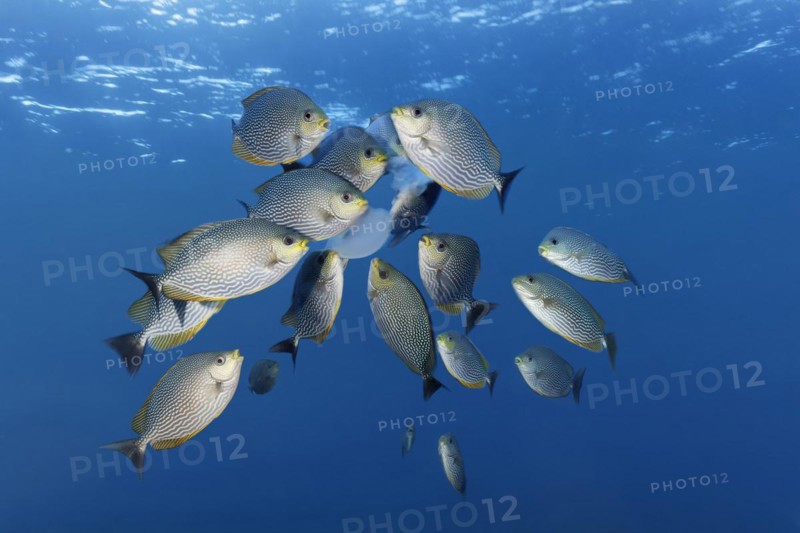 Shoal Striped streaked spinefoot