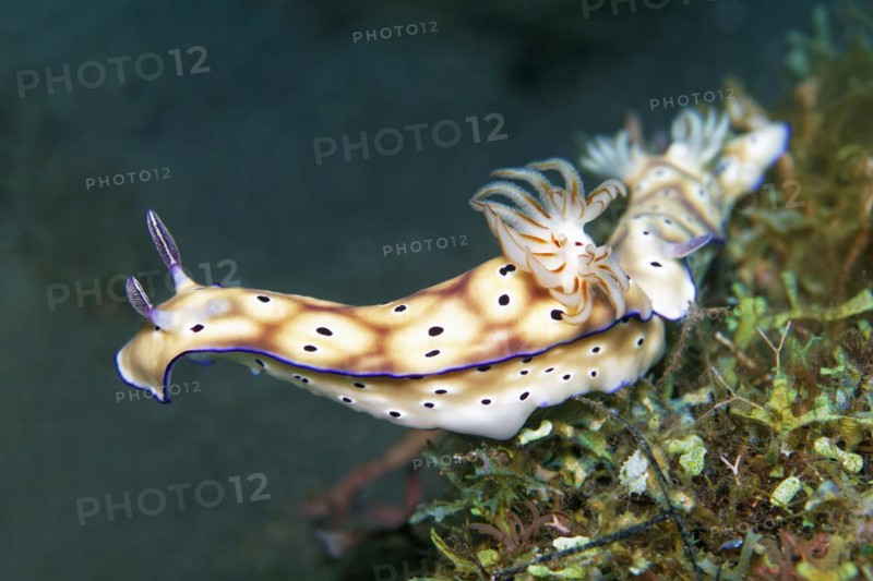 Magnificent star snail