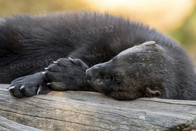 Wolverine