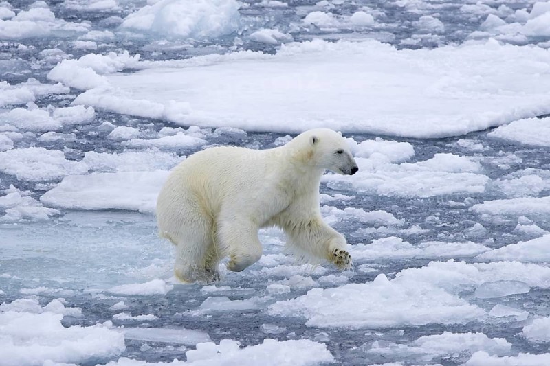 Hunting polar bear