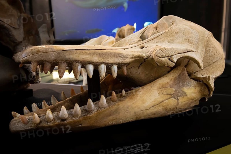 Skull