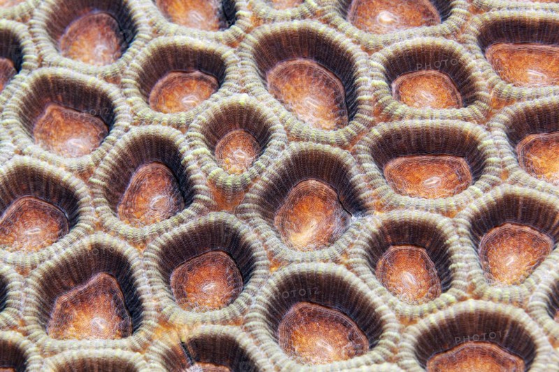 Lesser valley coral