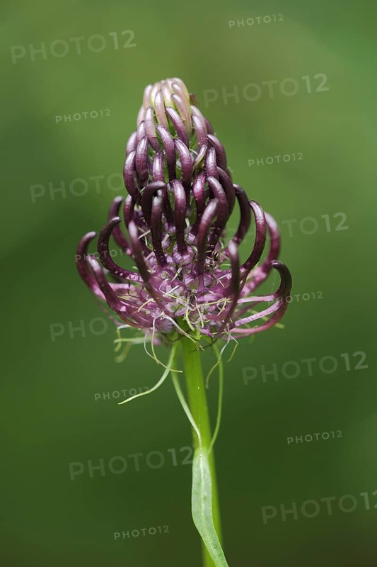 Black rampion