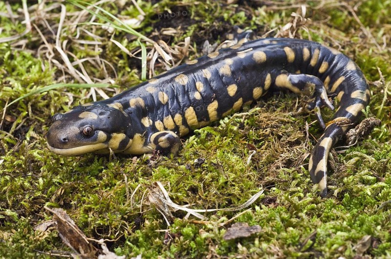 Tiger salamander