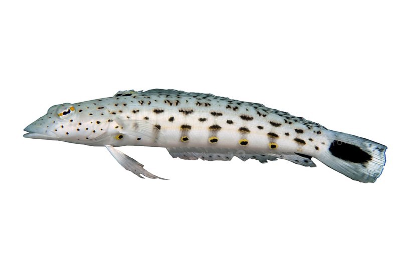 Tail-spotted sand perch