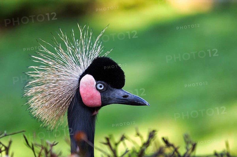 Black Crowned Crane