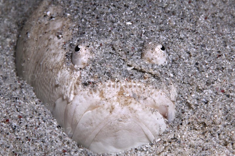 White-rimmed Stargazer