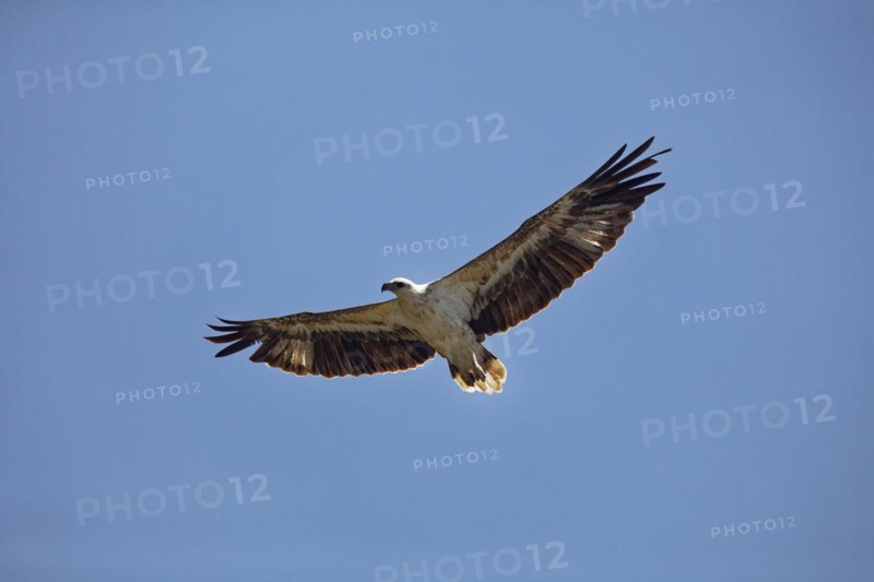 White-bellied Sea Eagle
