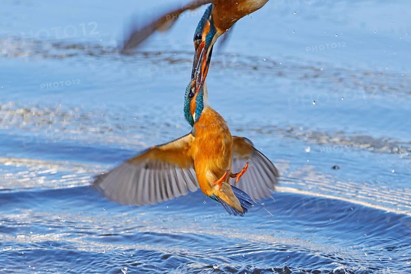 Two common kingfishers