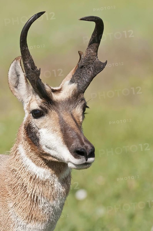 Pronghorn