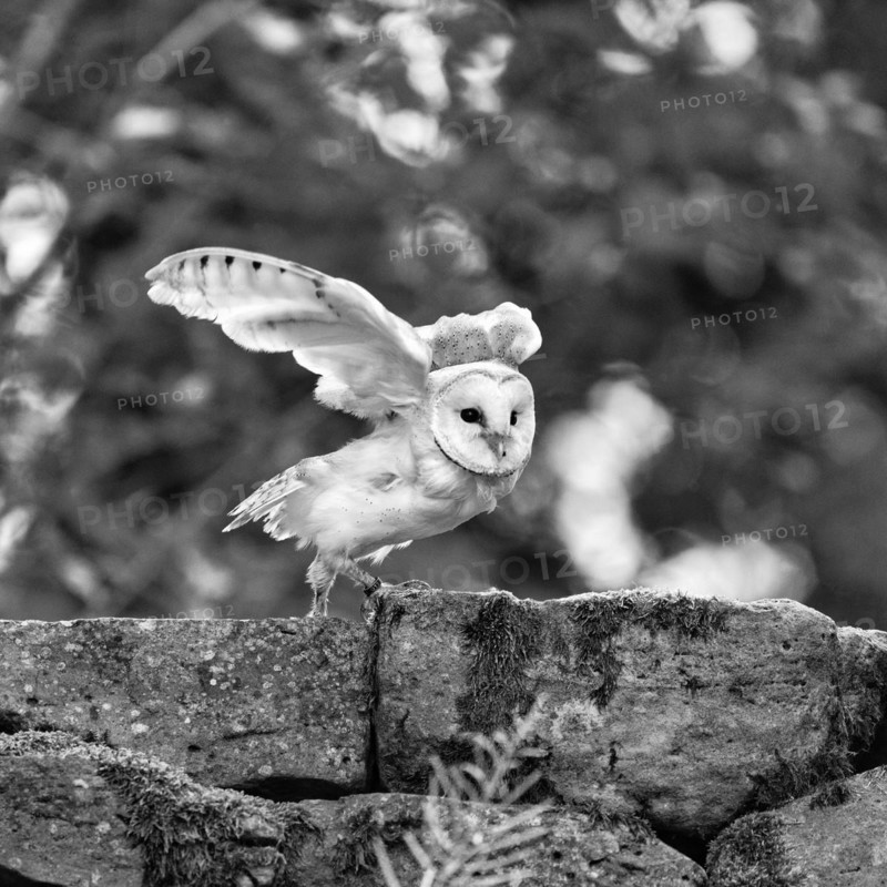 Common barn owl